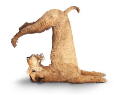 mad dog stretching 