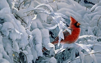 Image: Red Cardinal sitting on branches covered with ice and snow.